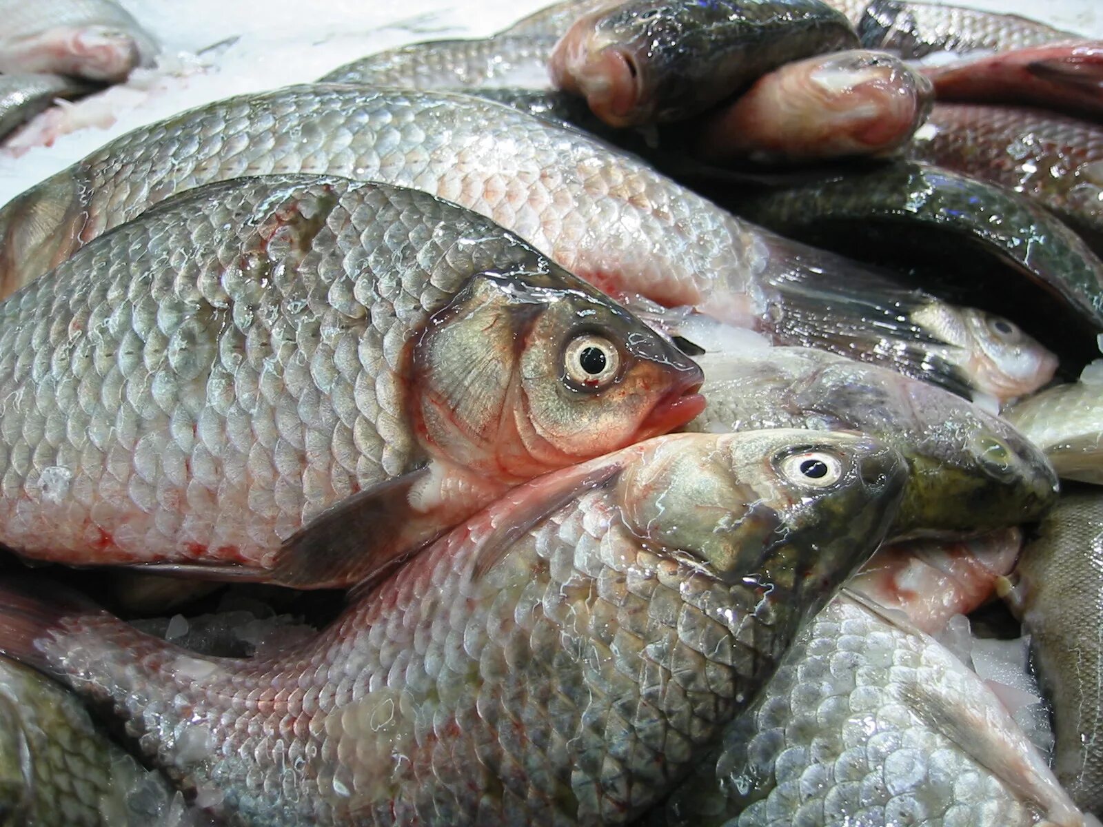 Живая рыба край. Карась. частиковые рыбы. рыба карась.