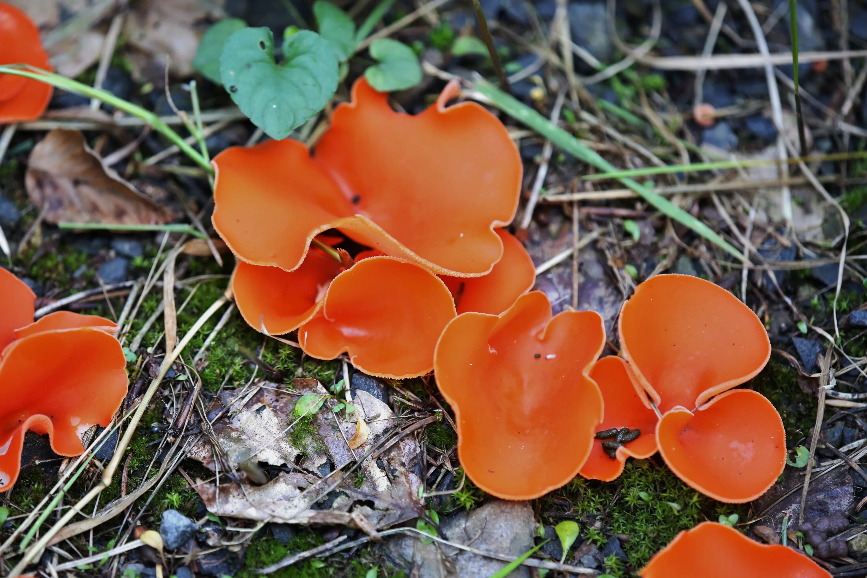 Оранжевые грибы фото File:Orange Peel Fungus. Aleuria aurantia (51658294942).jpg Wikimedia Commons