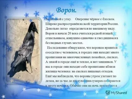 Мой дикий сад крылья вороны песня текст