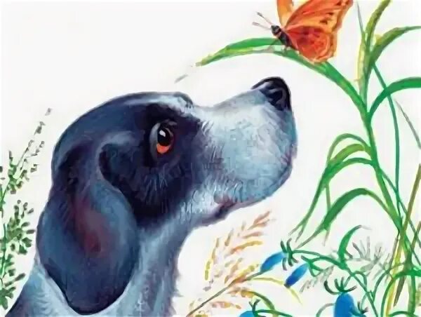 Охота за бабочкой пришвин иллюстрации. Книга пришвина охота за бабочкой. Охота за бабочкой пришвин. Охота за бабочкой пришвин. Охота за бабочкой пришвин.