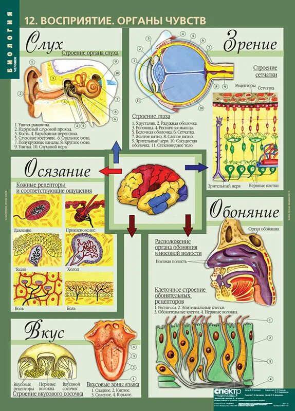 Органы чувств человека биология