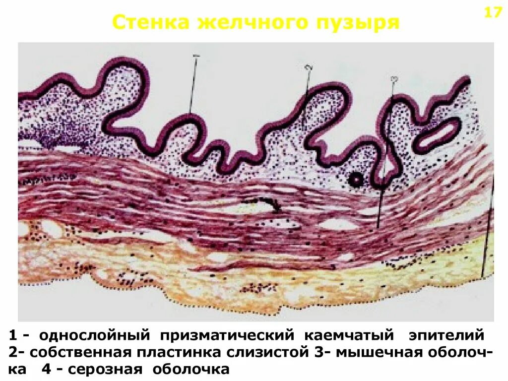 Серозная и слизистая оболочка. Строение стенки желчного пузыря гистология. Эпителий желчного пузыря гистология. Однослойный призматический каемчатый эпителий желчного пузыря. Желчный пузырь гистология препарат.