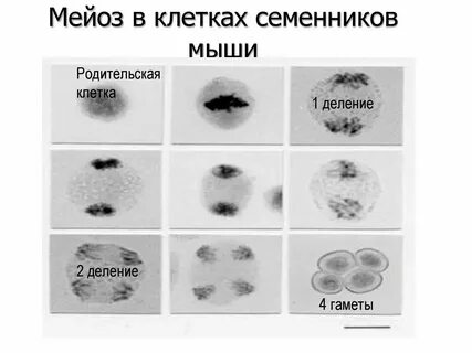 После окончания мейоза