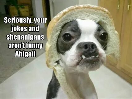 Real dog