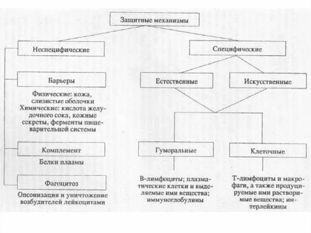 Виды иммунитета схема специфический. Специфические и неспецифические механизмы иммунитета. Виды иммунитета специфический и неспецифический схема. Неспецифический иммунитет схема. Неспецифические иммунные факторы