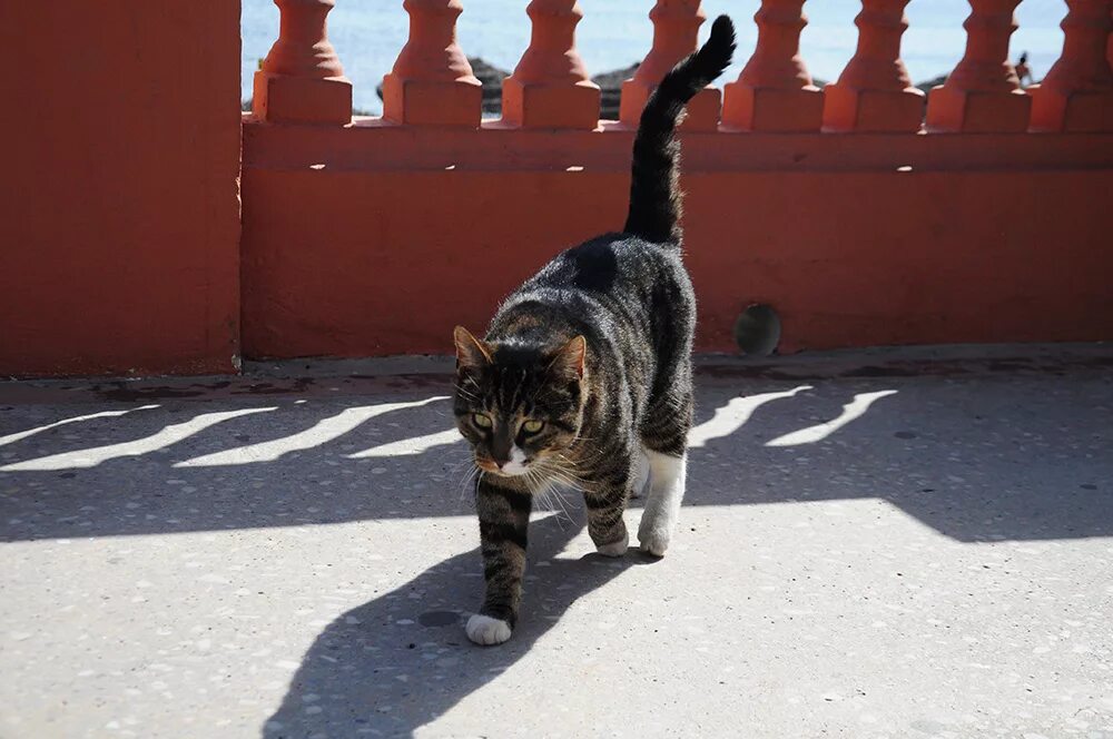 Кот по испански. Кошки в испании. испанская кошка. испанский котик. кошка испанка.