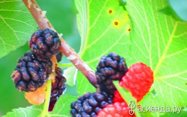 Хартут нижний новгород грузинская. Хартут нижний новгород грузинская