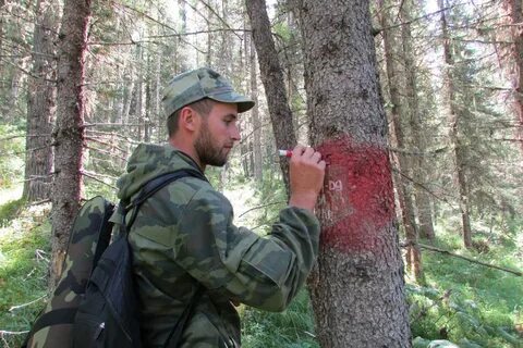 Красноярское участковое лесничество