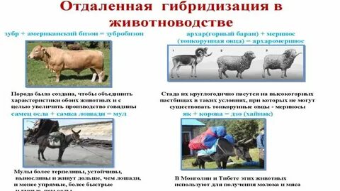 Презентация искусственный отбор
