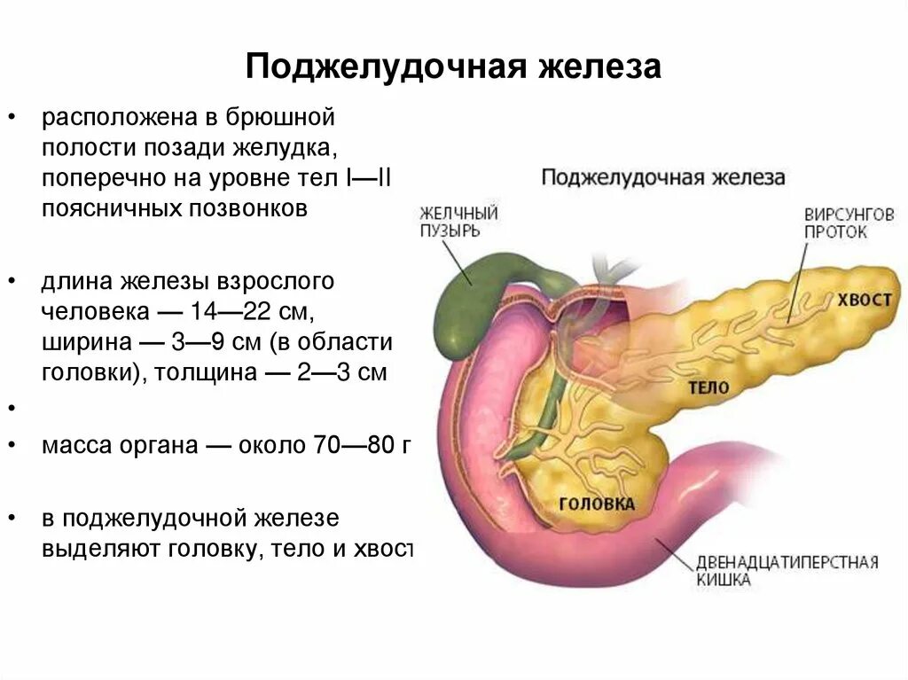 Место боли поджелудочной железы. Эндокринная система поджелудочной железы. Поджелудочная железа секрет железы. Строение дольки поджелудочной железы. Строение эндокринной части поджелудочной железы.