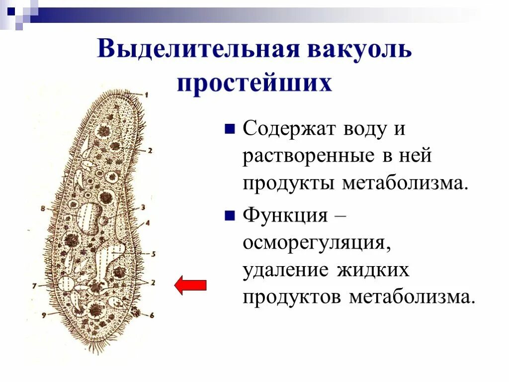 Строение и функции вакуоля. Строение органоида вакуоли. строение органоида вакуоль. функции выделительной вакуоли. вакуоль функции органоида.