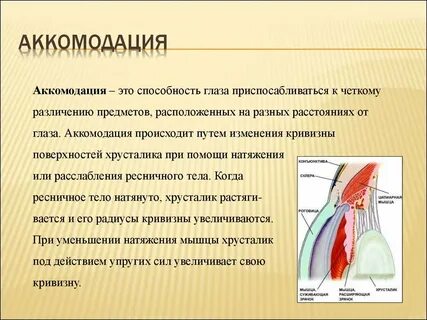 Способность глаза приспосабливаться к восприятию света