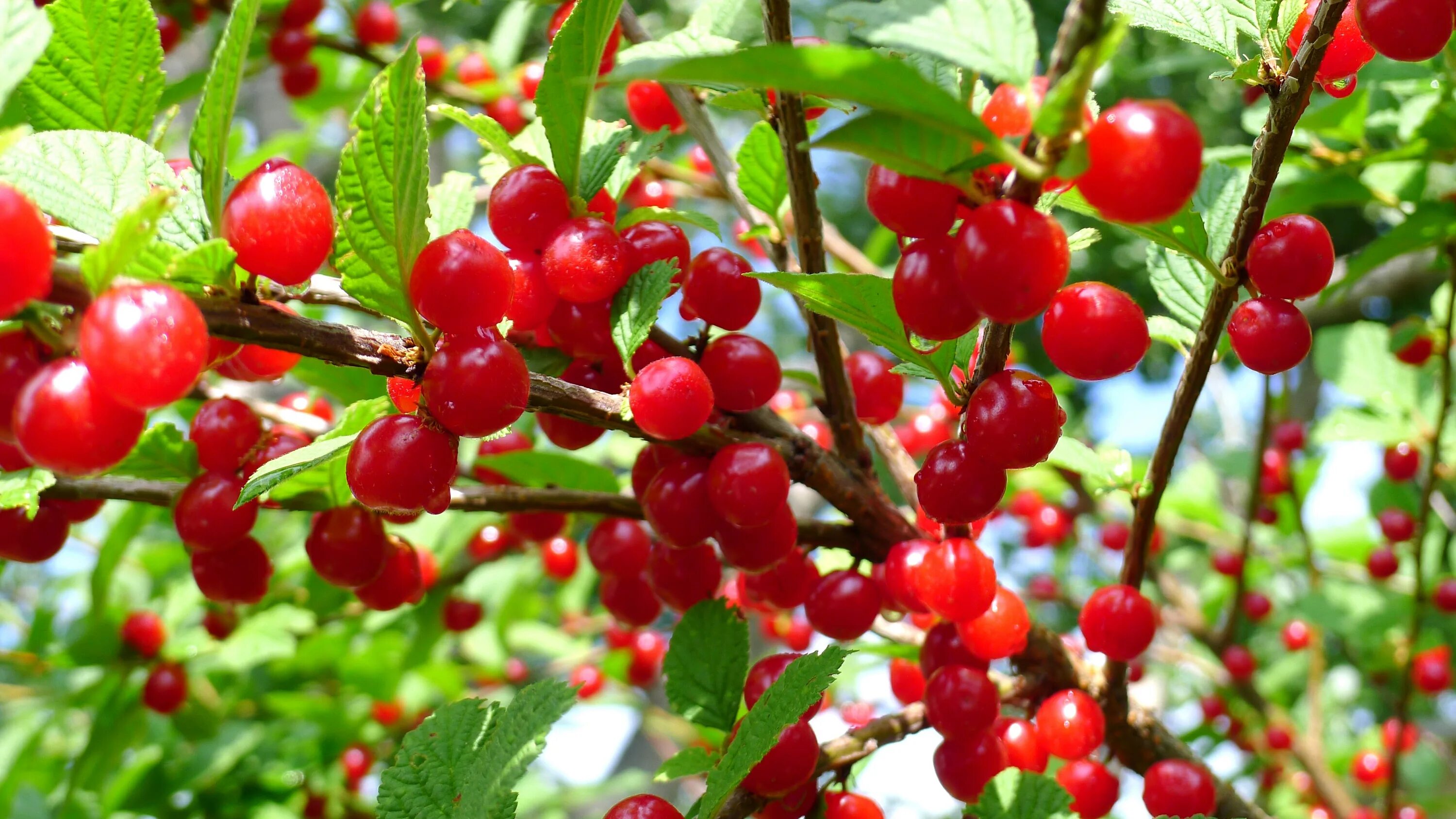 Вишня войлочная натали куст. Вишня войлочная (prunus tomentosa). Вишня войлочная (с2 н40-60). Вишня колючая плоскосемянник. Войлочная вишня куст.