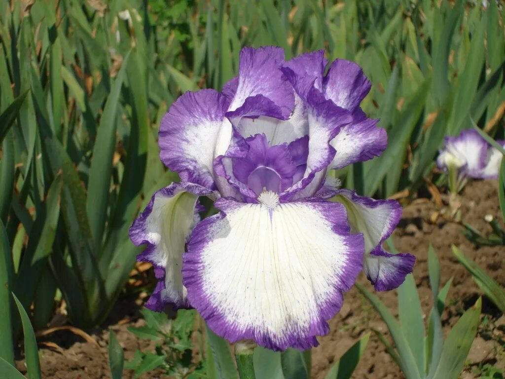Ирис бородатый вабаш. Ирис название. Ирис бородатый. Ирис гибридный (сорт 'colette thurillet'). Ирис название.