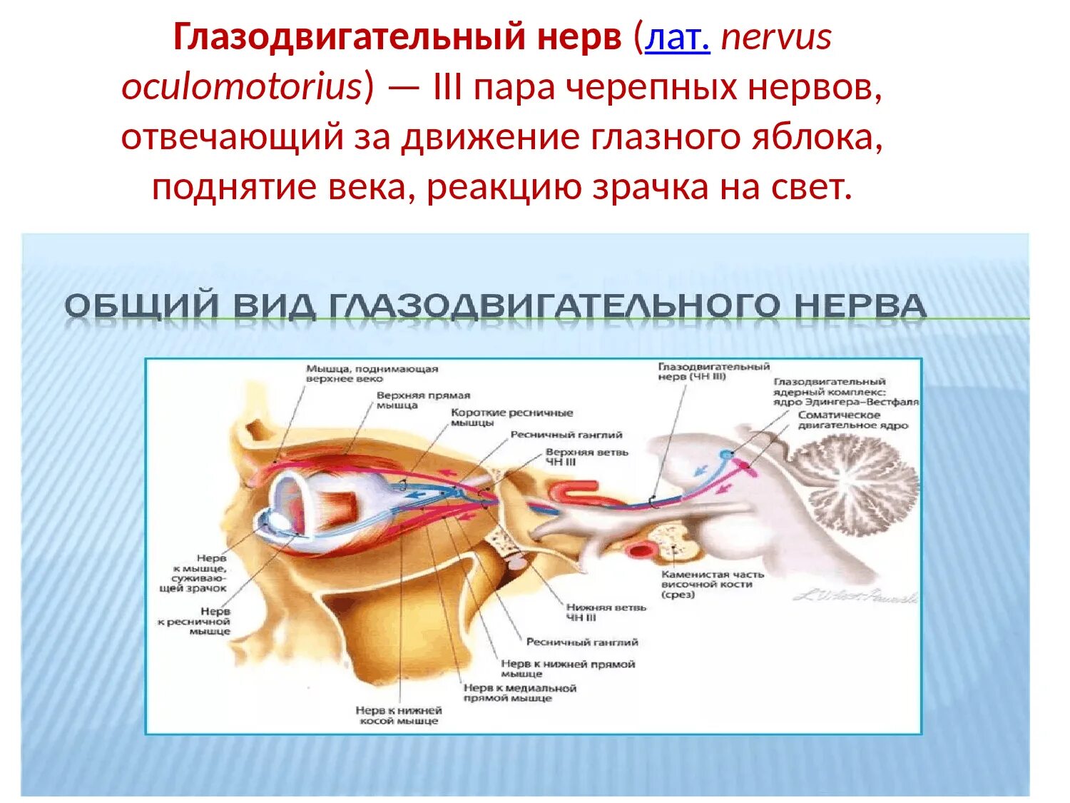 Поражение двигательного нерва. Глазодвигательный нерв анатомия. Глазодвигательный нерв анатомия ядра. Глазодвигательный нерв анатомия схема. Глазодвигательный нерв анатомия препарат.