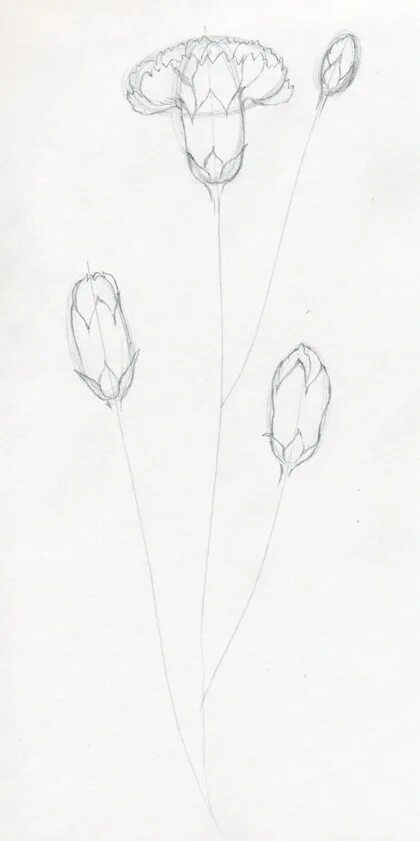 Гвоздики рисунок карандашом. Какинарисовать гвоздику. Как нарисовать гвоздику поэтапно. Как нарисовать гвоздику поэтапно. Какинарисовать гвоздику.