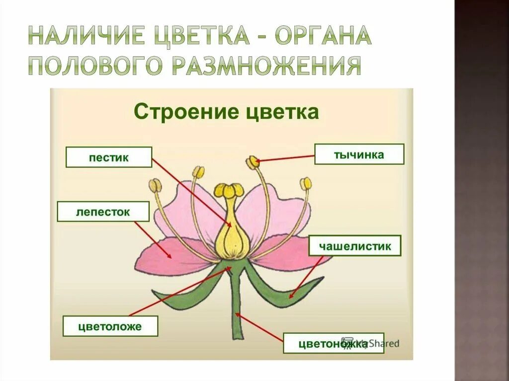 Самостоятельная работа по биологии цветок. Строение цветка. Цветковые строение. Строение цветкового растения. Цветок строение цветка.