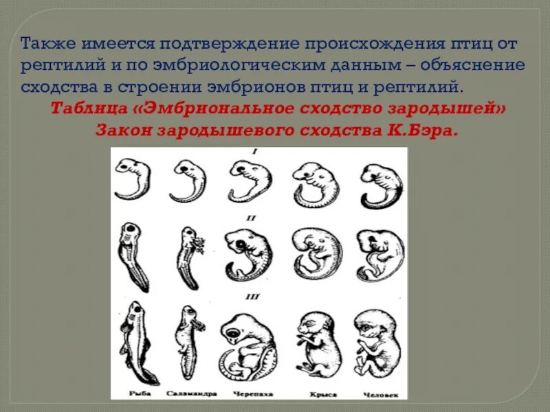 Сходство зародышей птиц. Закон зародышевого сходства. Сходства развития зародыша рептилий и птиц. Сходство эмбрионов рептилий и птиц.