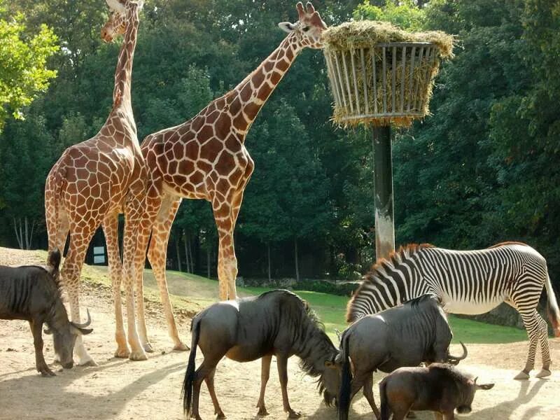 Что такое зоопарк. Beauval zoo франция. венсенский зоопарк. парижский зоопарк. французский зоопарк в париже.