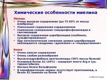 Основные белки миелина
