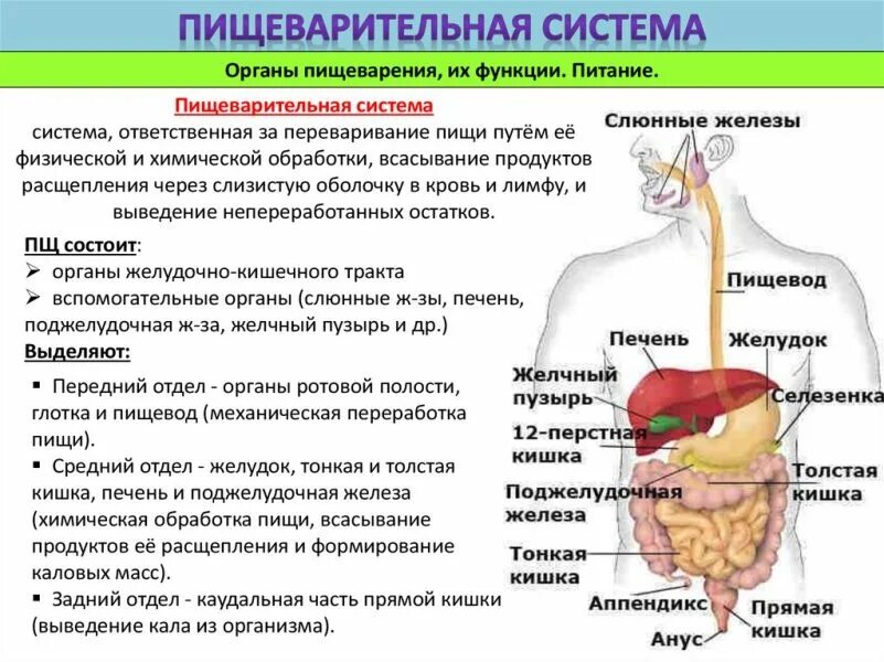 Где начинает перевариваться. Пищеварительная система: основные отделы и их функции. Строение пищеварительной системе строение и функции. Органы пищеварительной системы система анатомия. Строение и функции органов пищеварительной системы кратко.