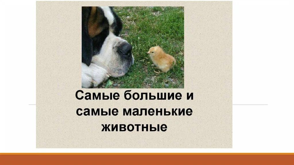 Почему мало животных