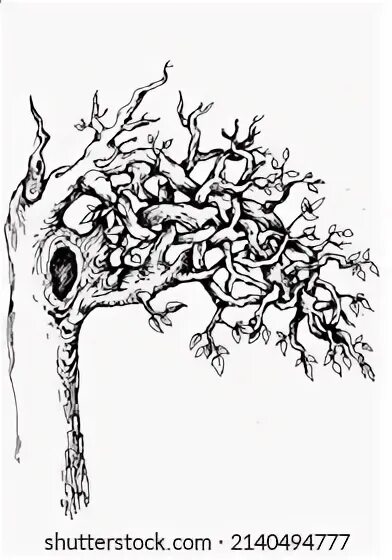 Tangled tree. Tangled tree