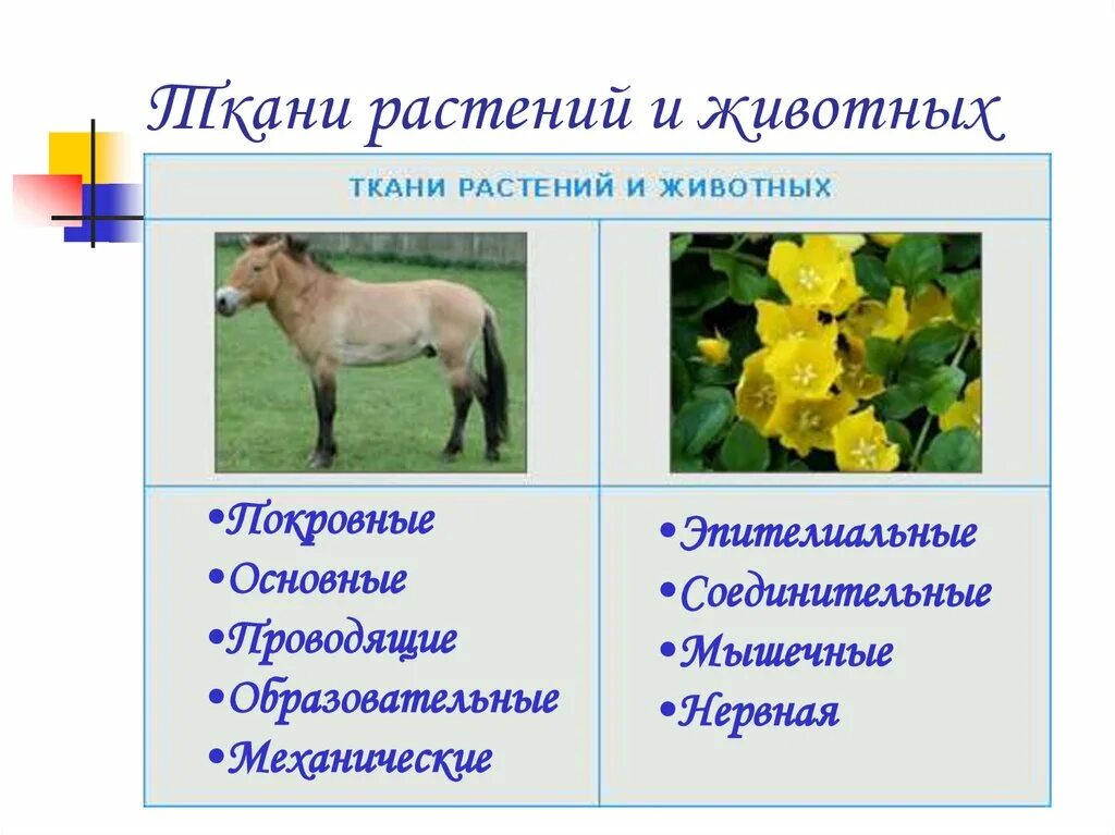 Примеры тканей животных и растений ТКАНИ растений и животных l Большинство животных