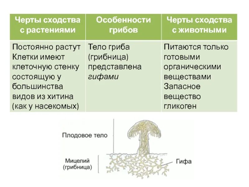 Укажи признак характерный для животных. Черты сходства грибов с растениями и животными. черты сходства грибов с растениями. признаки грибов сходные с растениями. черты сходства растений с грибами.