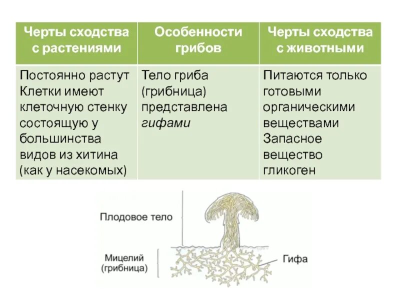 Сходством грибов с растениями является. Сходство грибов с растениями 5 класс биология. Черты сходства гриба с растениями. Грибы сходство с растениями и животными таблица. Черты сходства с растениями.