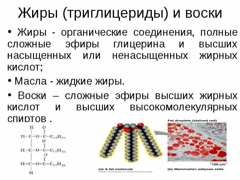 Жиры относятся к группе. Триглицериды жирных кислот структура. Триглицериды строение. Триглицериды жирных кислот формула. Структурные формулы триглицеридов.