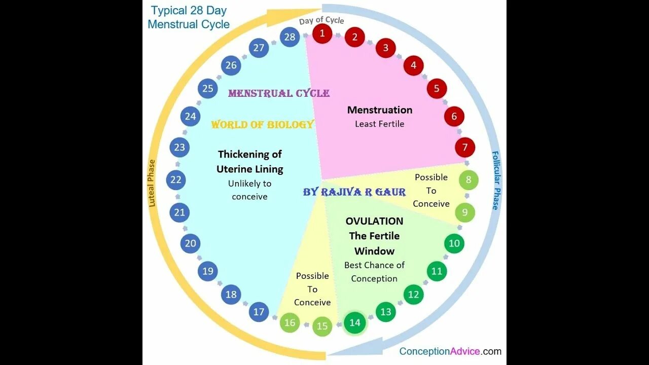 Рассчитать месячные. Менструальный цикл. Календарный цикл месячных. Когда наступает овуляция. Четвертый день месячных.
