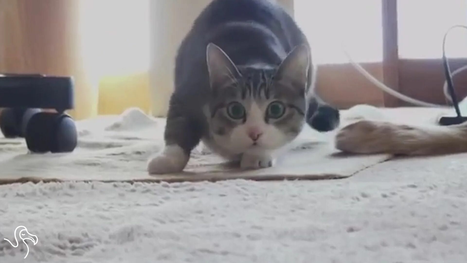 Кот максвелл крутится. Кот готовится к атаке. Кота крутят. Кот крутится. Кота крутят.