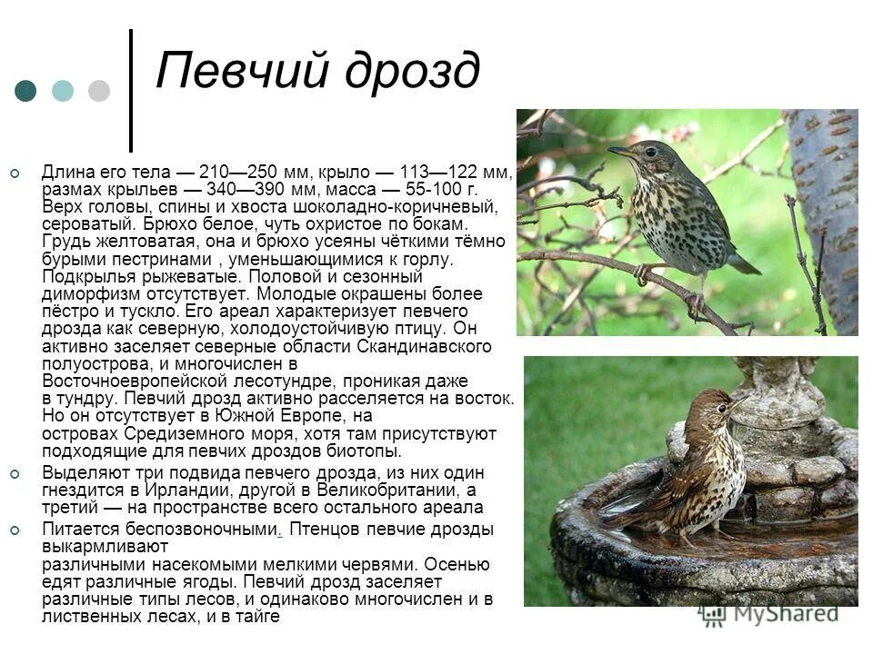 Программа дрозд. Дрозд певчий описание. дрозд рассказ. дрозд описание. дрозд описание птицы.