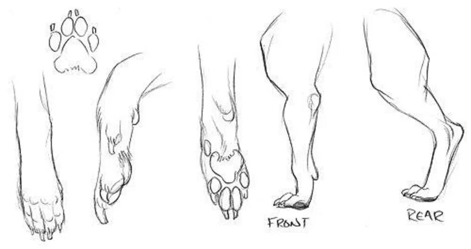 Как рисовать лапку. Анатомия волка референс лапы. Анатомия лапы собаки референс. Задняя лапа кошки спереди референс.