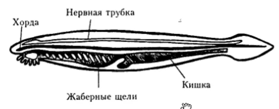 Тотальный препарат ланцетника. Опорно двигательная система бесчерепных. Строение хордовых ланцетник. Опорно двигательная система ланцетника.