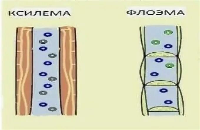 Элементы ксилемы и флоэмы