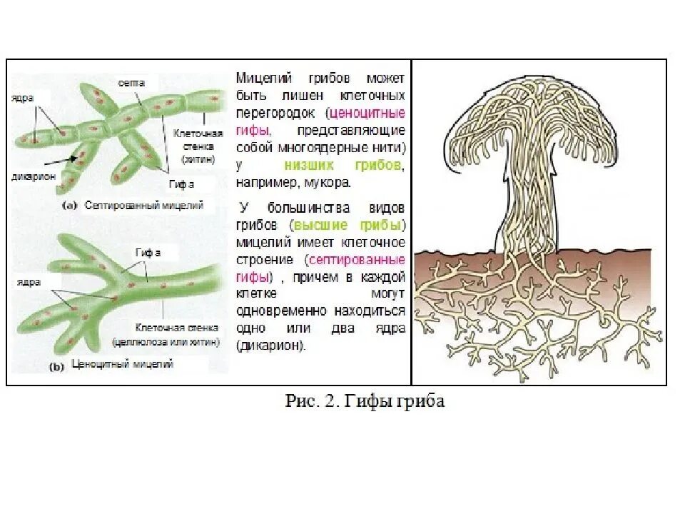 Мицелий гриба растет только первые. Низшие грибы строение мицелия. Мицелий высших грибов. Строение мицелия высших грибов. Строение клетки гриба мицелий.