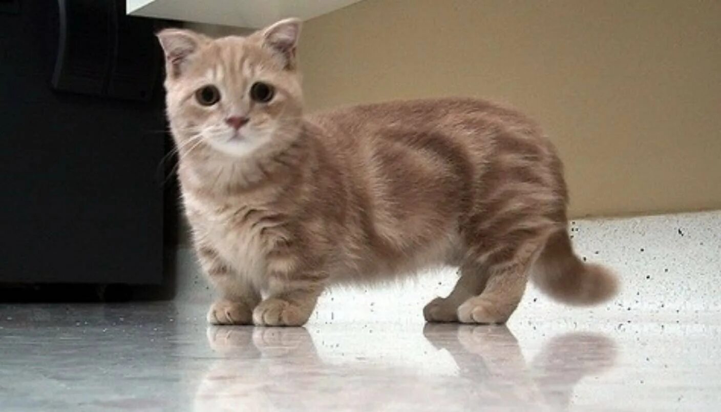 Кошки которые не растут