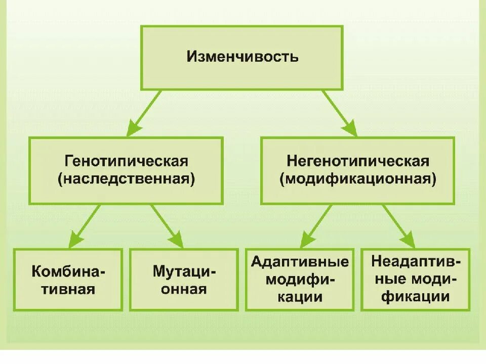 Закономерности изменчивости конспект. Виды изменчивости схема. изменчивость схема биология. факторы наследственной изменчивости. формы наследственной изменчивости.