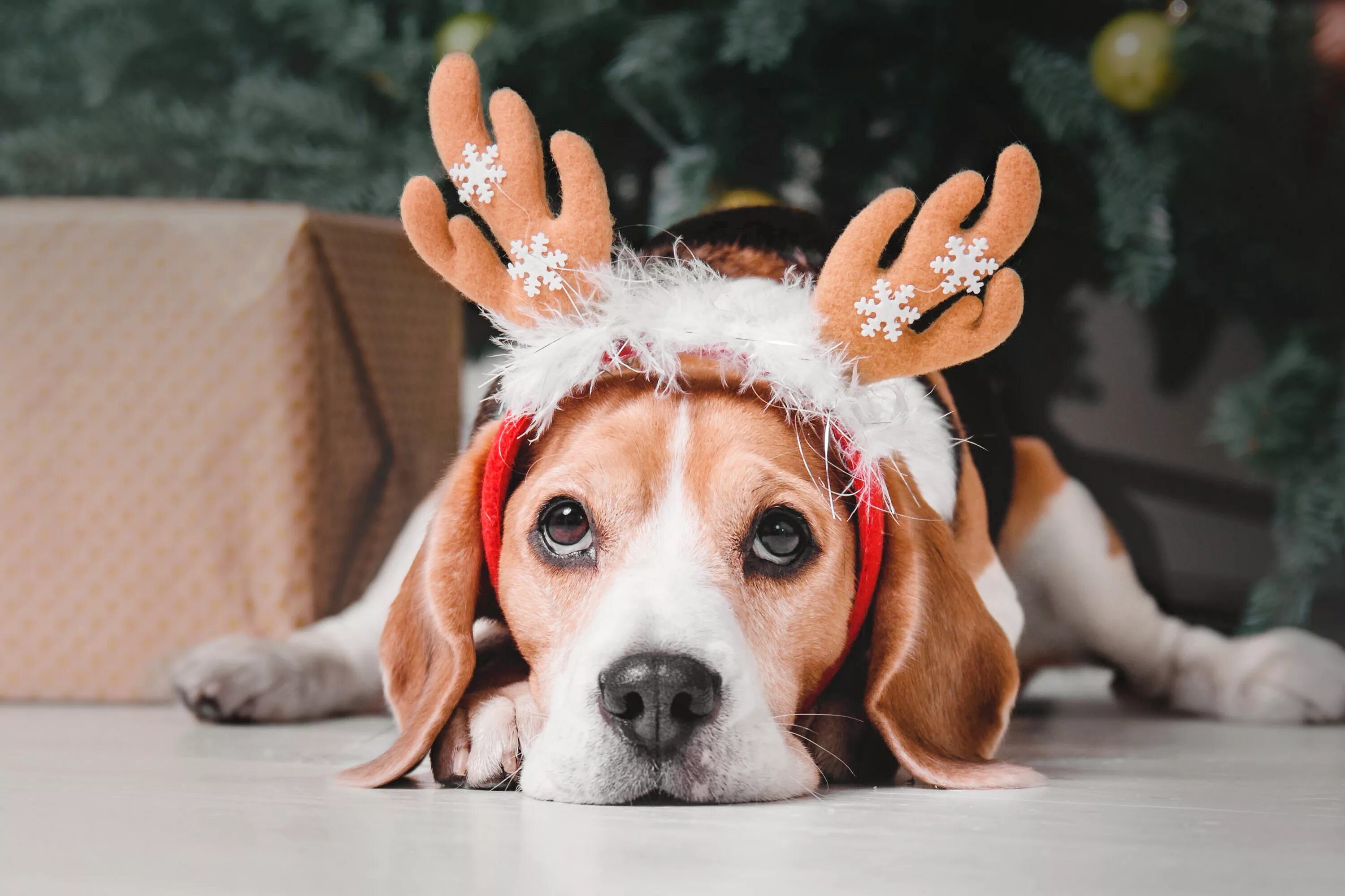 Новогодние животные фото