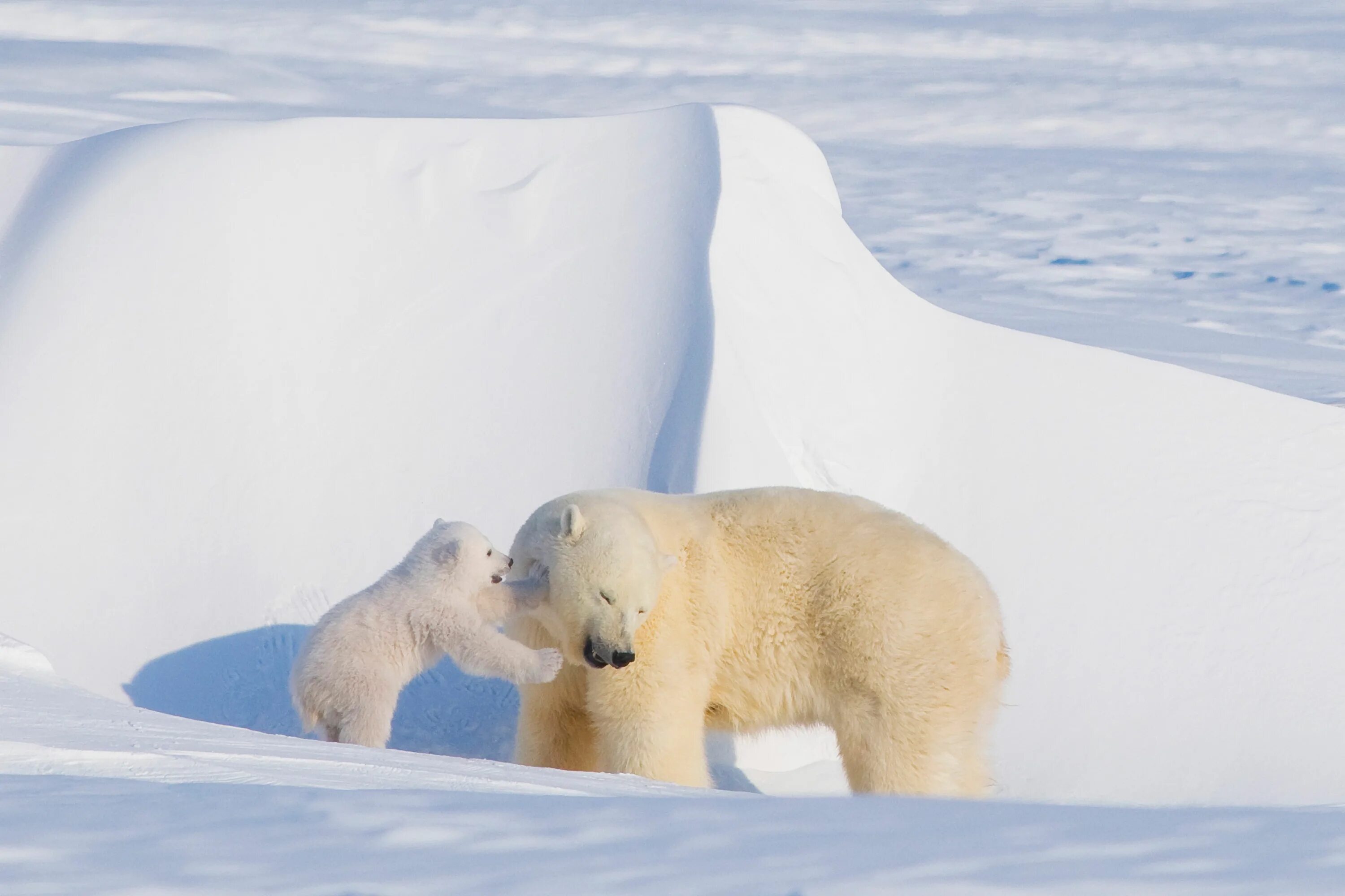 Медведи живут на севере. Белые медведи в Антарктиде. Северный Ледовитый океан белый медведь. Белые медведи в Арктике. Полярные медведи (Северные медведи) Касли.