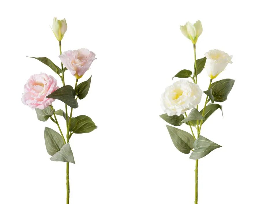 Эустома луковичная. Эустома листочки. Какие листья у эустомы. Эустома листочки. Эустома листья.