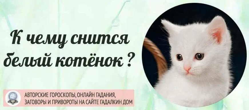 К чему снится маленький белый котенок женщине