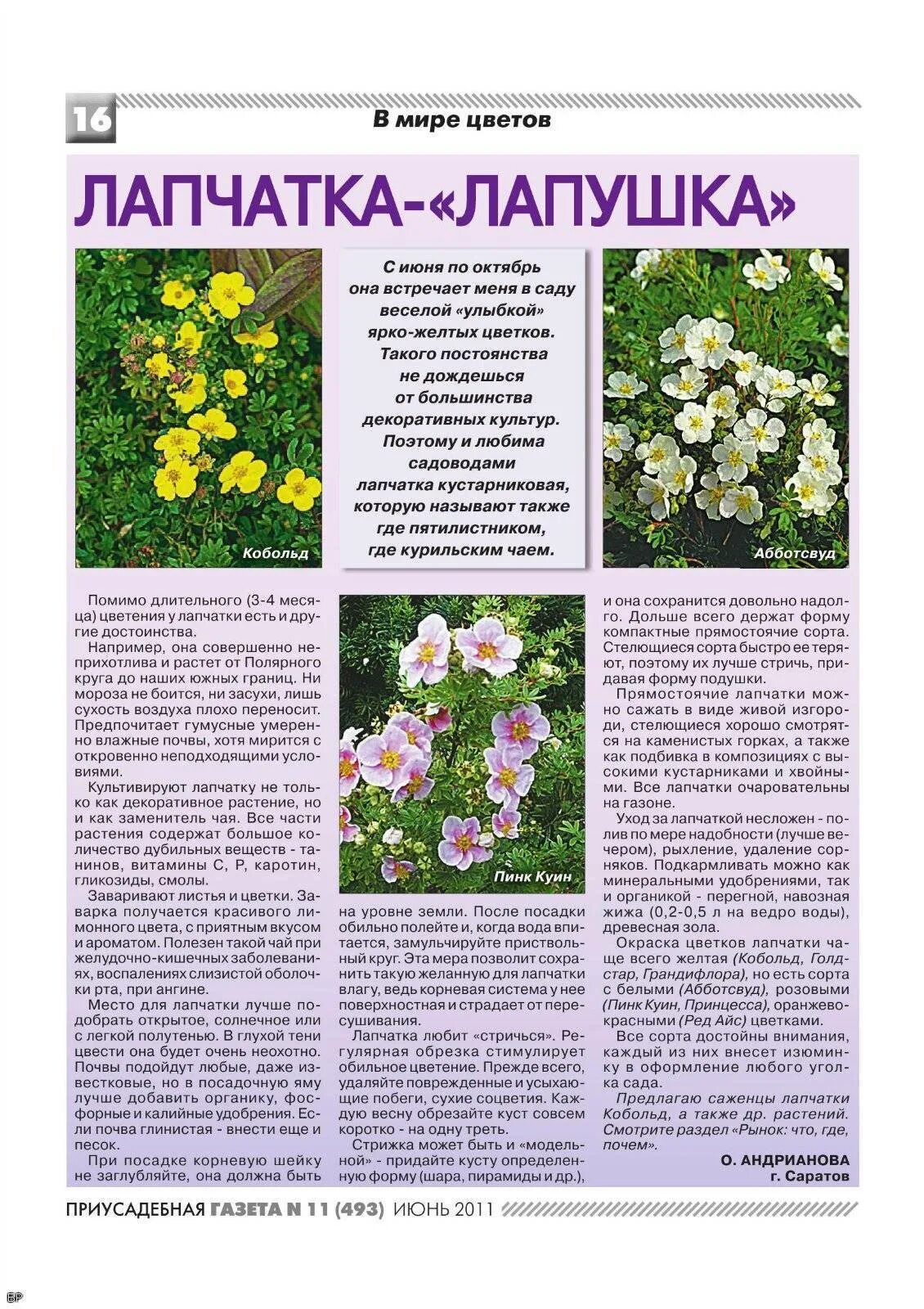 Лапчатка описание сортов. Сажаем лапчатку кустарниковую. цветок лапчатка белая. лапчатка кустарниковая посадка. лапчатка период цветения.