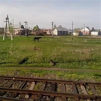 Селезни смоленская