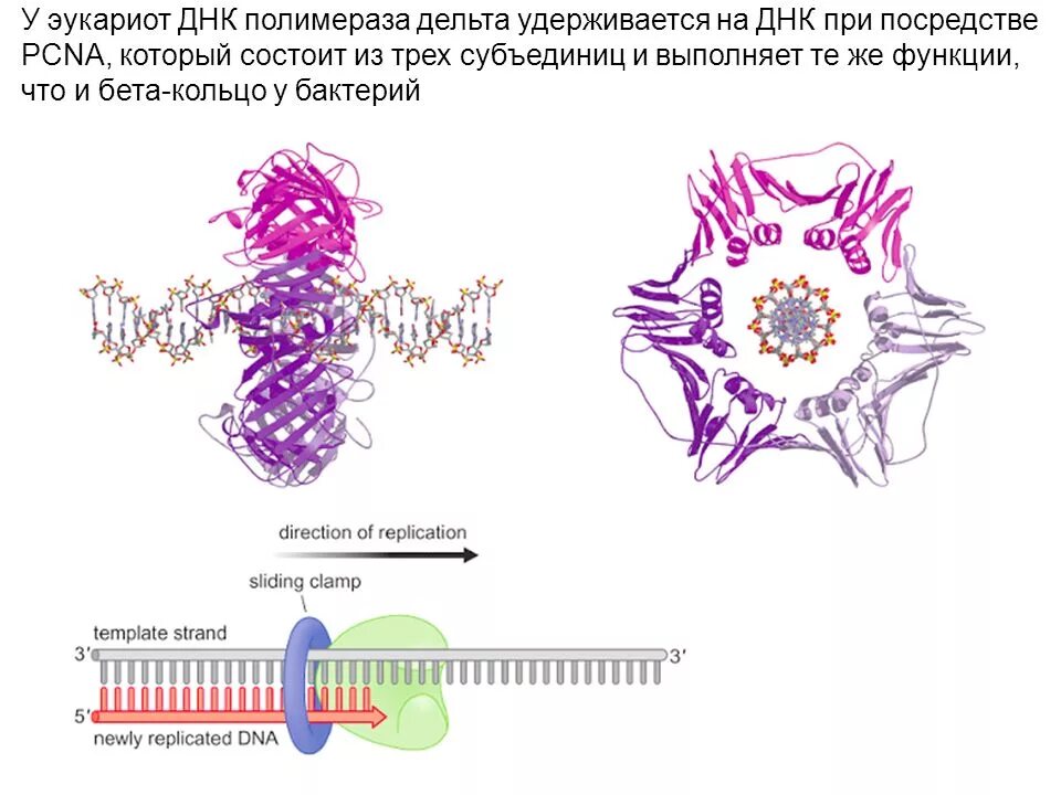 Днк полимераза 1 функции. Днк полимераза бета функция. Промотор рнк полимеразы. Виды днк полимераз у эукариот. Эукариотические днк полимеразы.