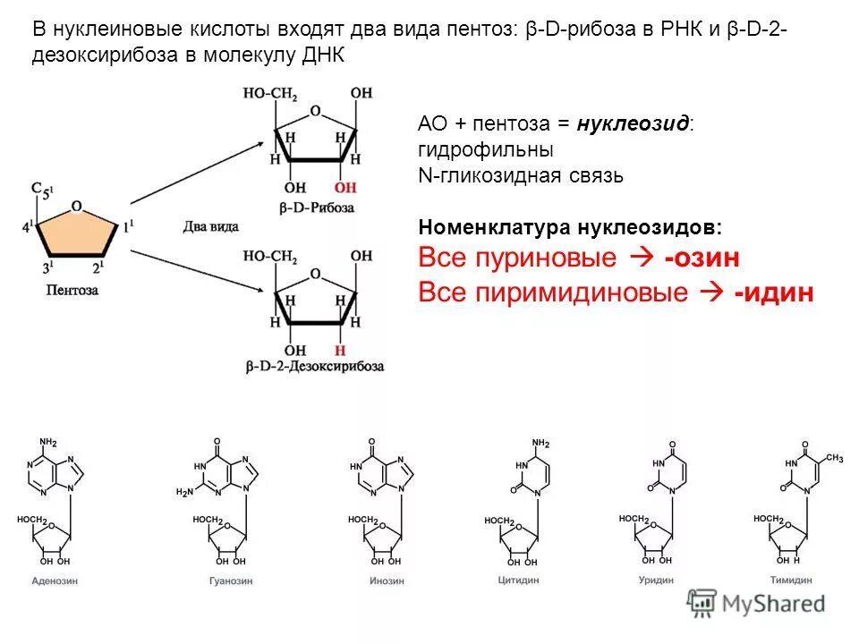 В состав нуклеиновых кислот могут входить углеводы. Гликозидные связи в рнк. гликозидная связь в нуклеиновых кислотах. пентоза рнк. нуклеиновые кислоты сахар пентоза.