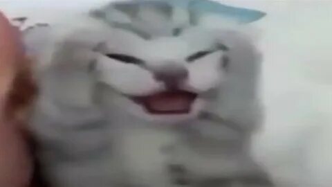 Где орут кот