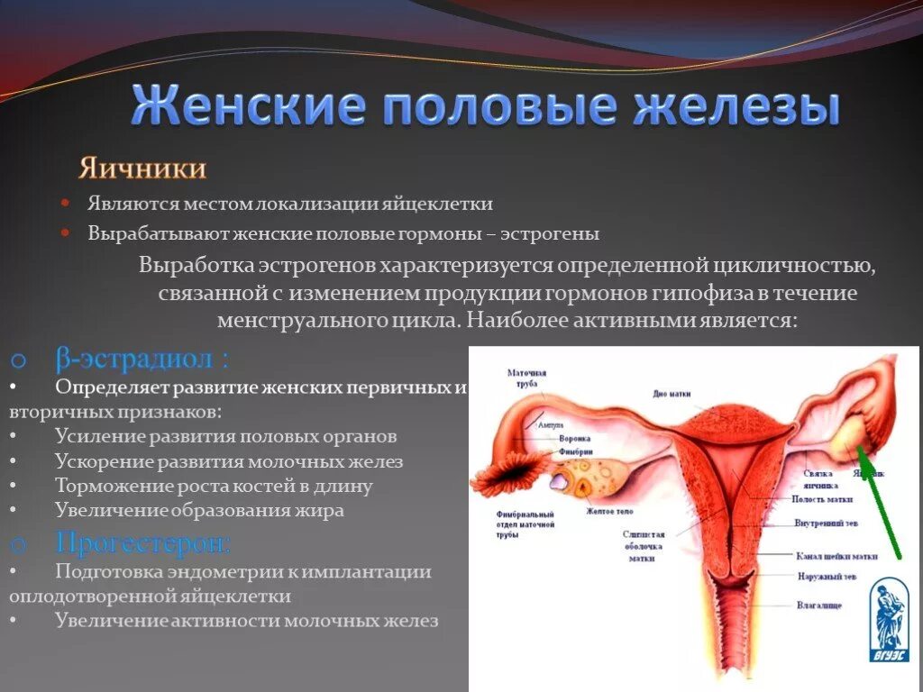 Женская половая железа. Половая женская железа гормоны. Функции женских половых желез. В женских половых железах. Женские половые гормоны секретируются